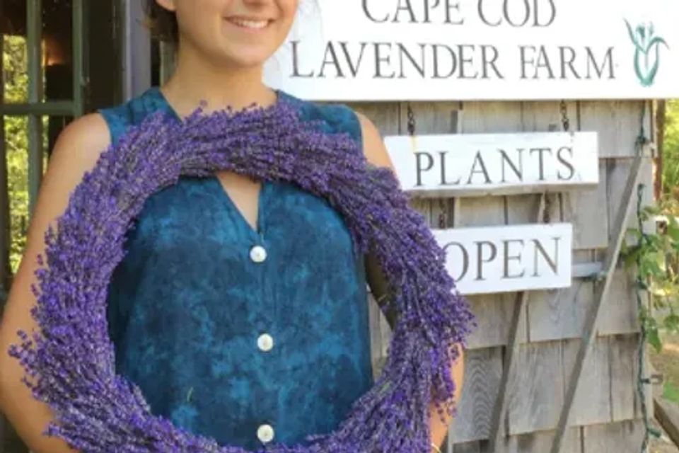 Lavender farm original