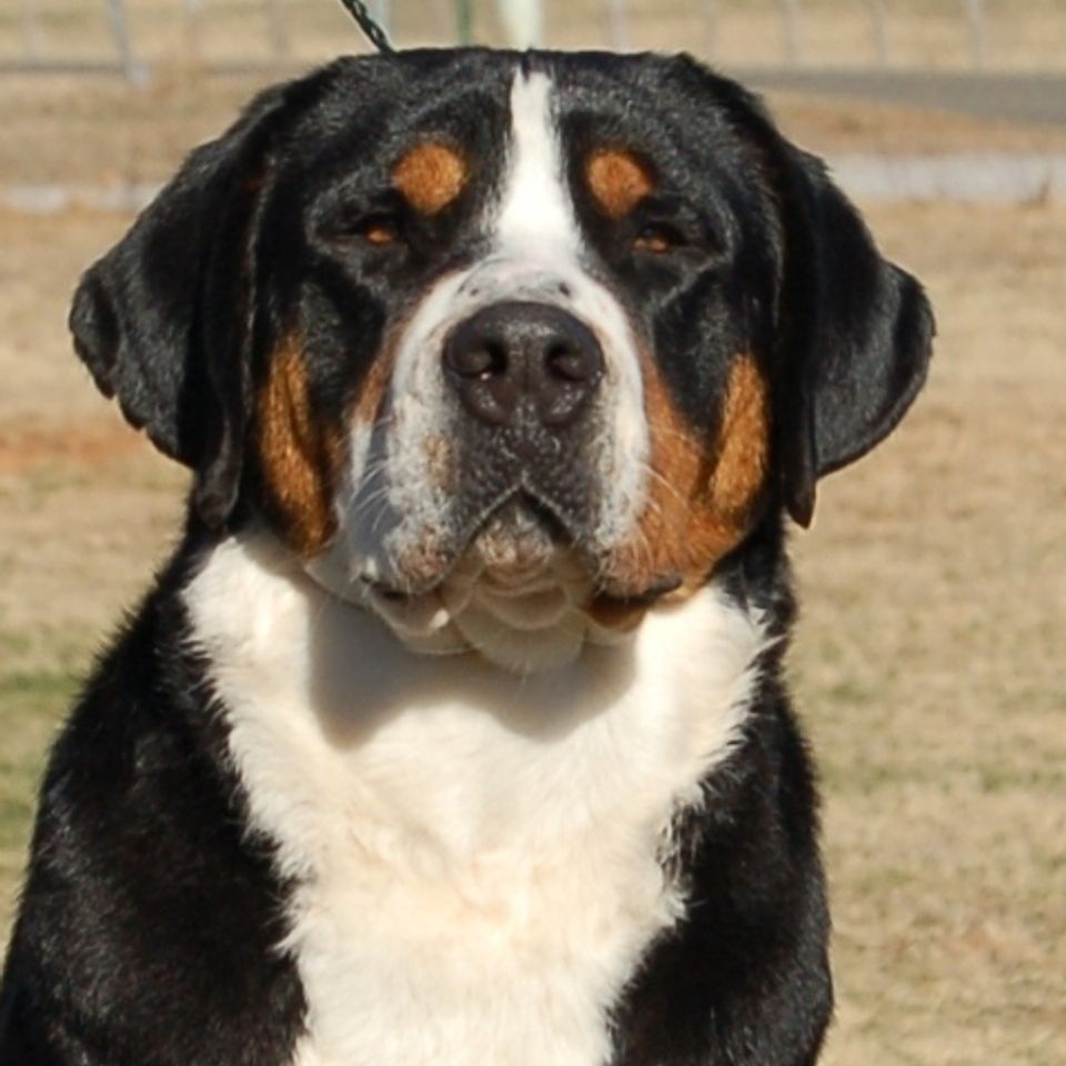 Billybob nov 2011 e