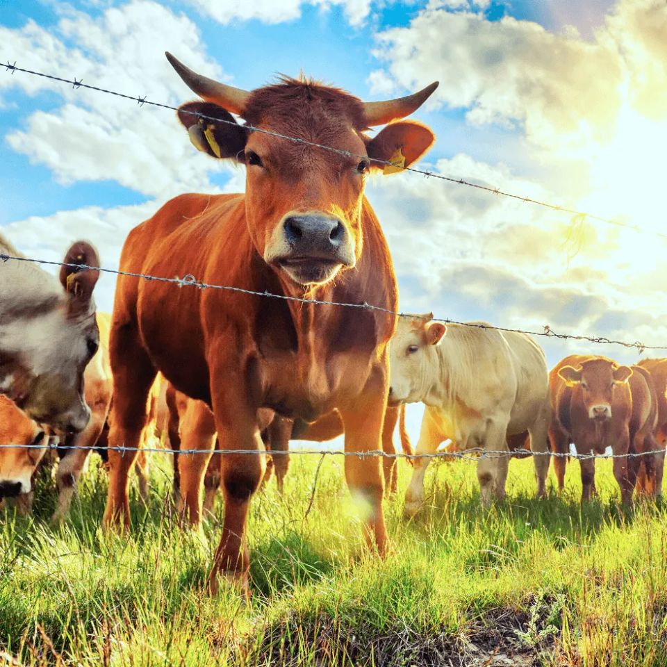 Cattle behind fence outside