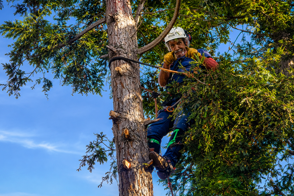 Best tree service company in woodland ca