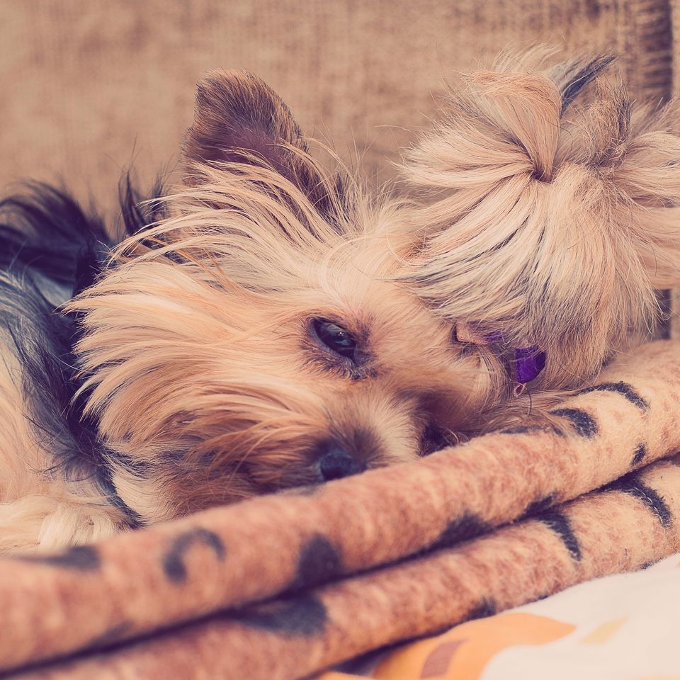 Yorkie ge80899253 1920