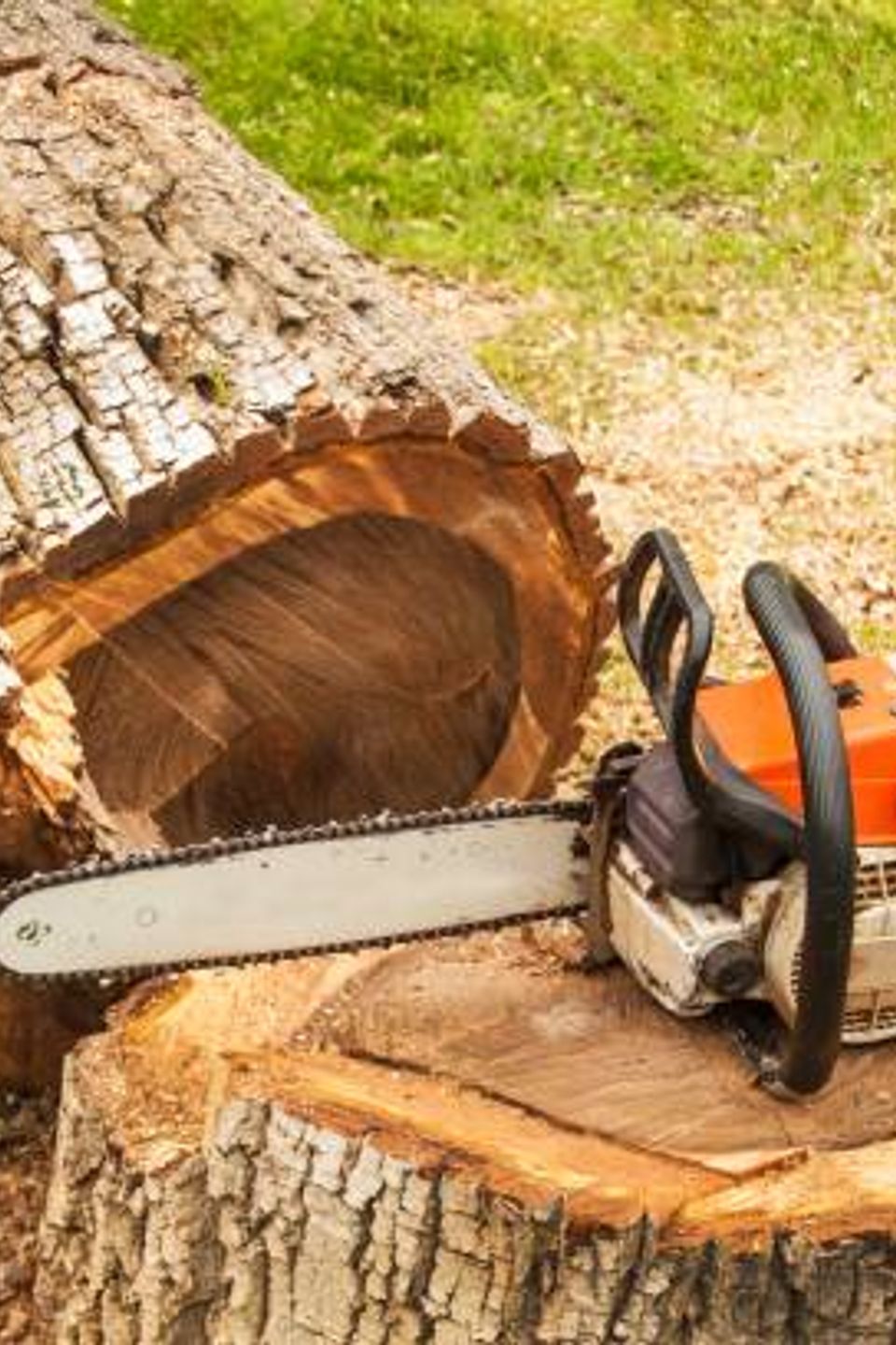cheap tree removal fair oaks