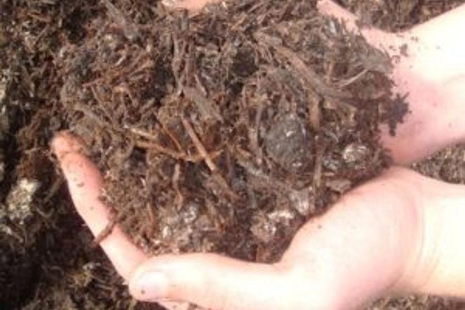 Mushroom compost 1