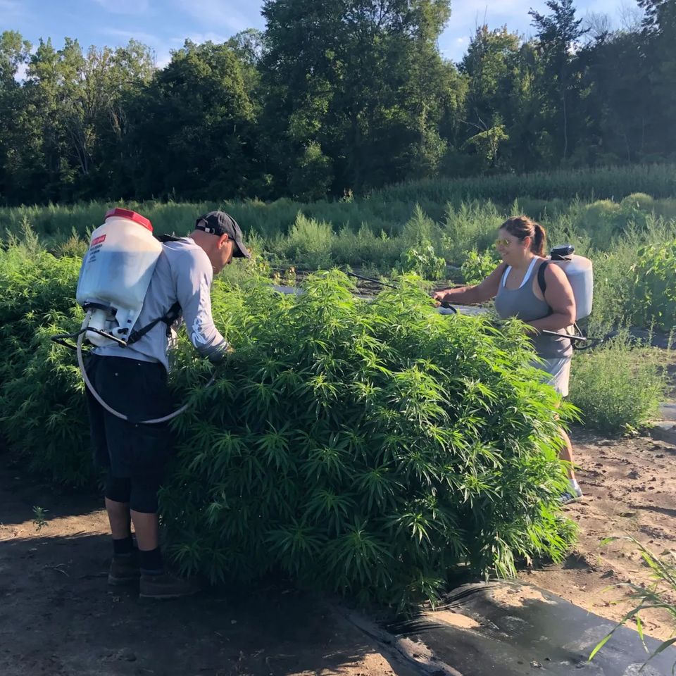 michigan hemp