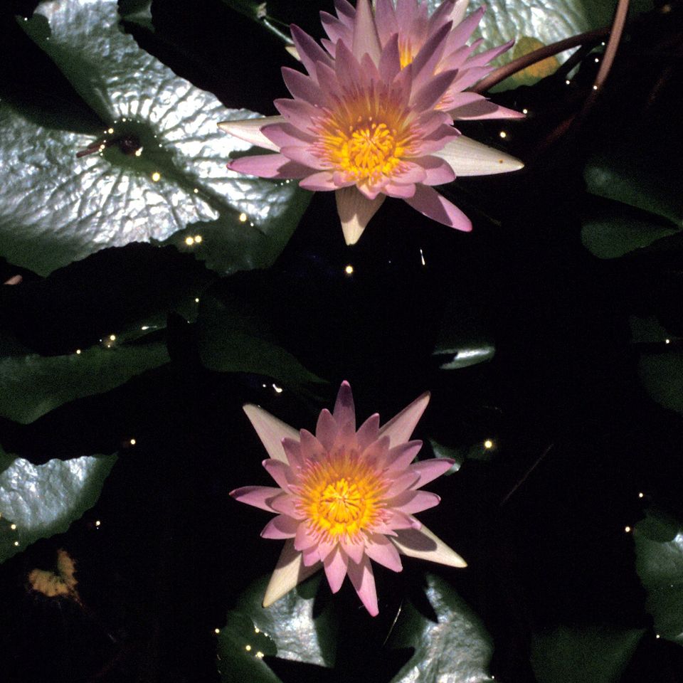 Water lillies