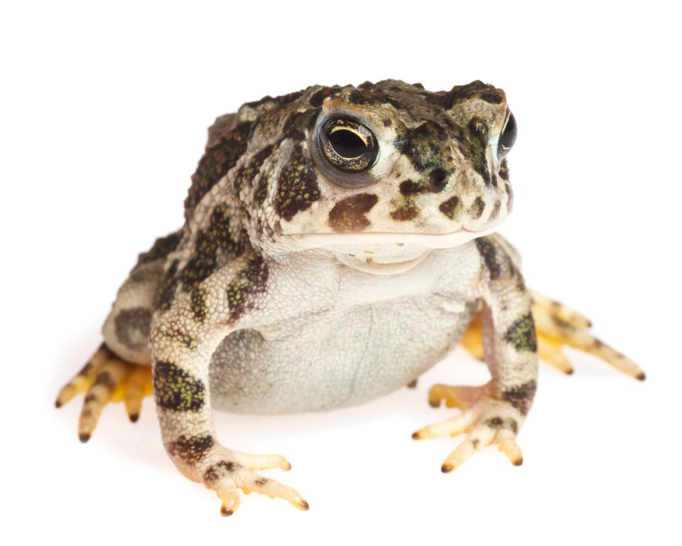 Great plains toad sam stukel 2018 3