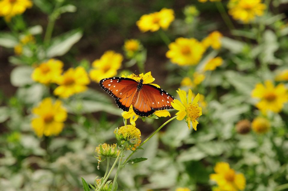 Anselmo7511 butterfly g1fb2db656 1920