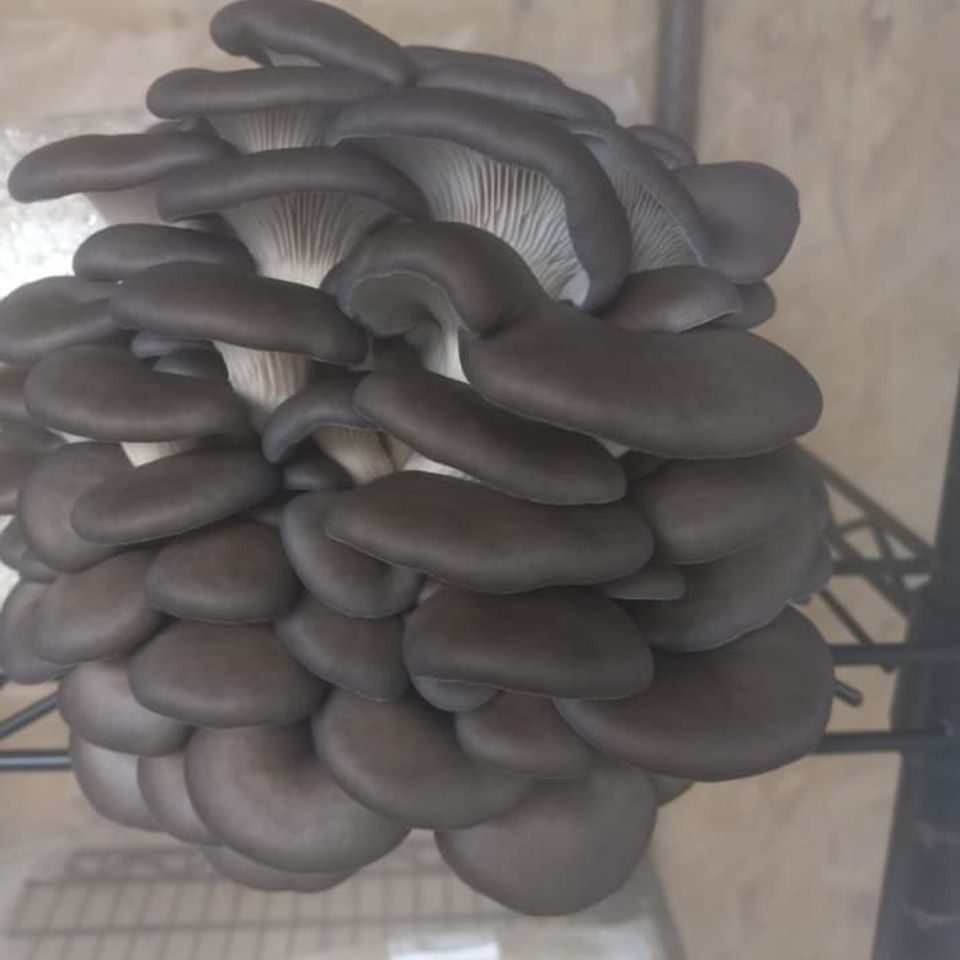 King blue oyster