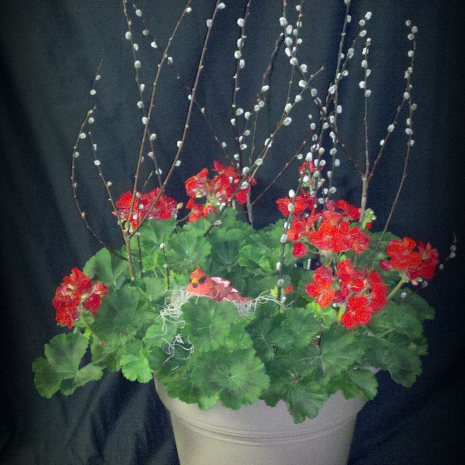 Bloom 10320180611 8050 1o2ts8e