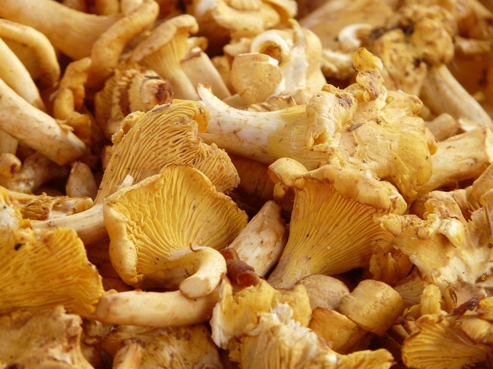 Real chanterelle 9357 1280