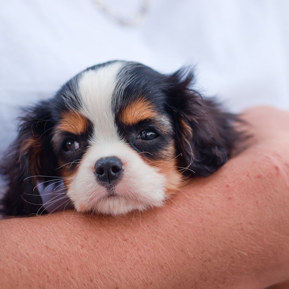 Dog gd56d1919f 1920