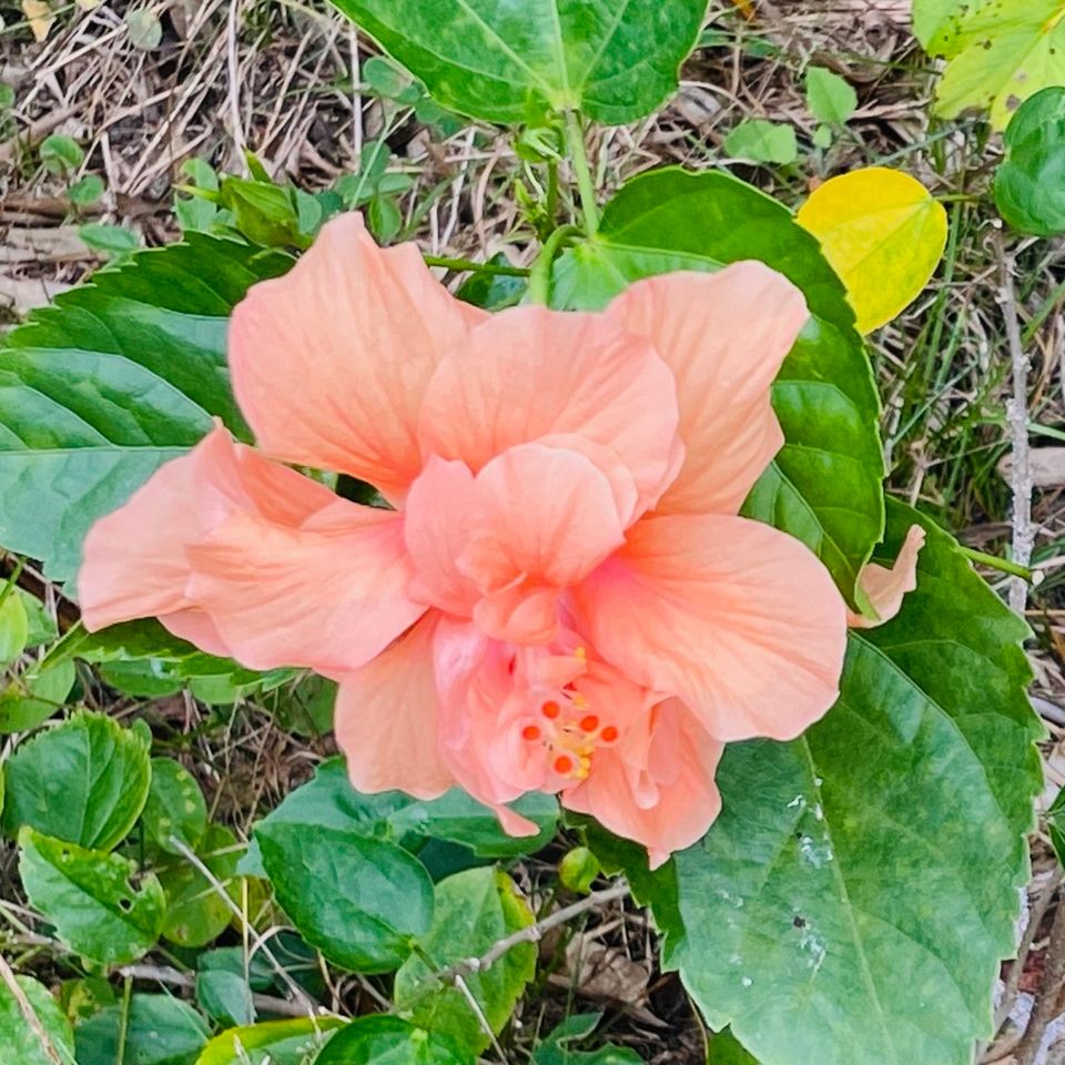 Hibiscus