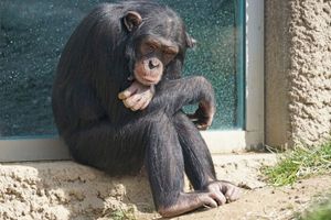 Chimpanzee g4c0f605d6 1920