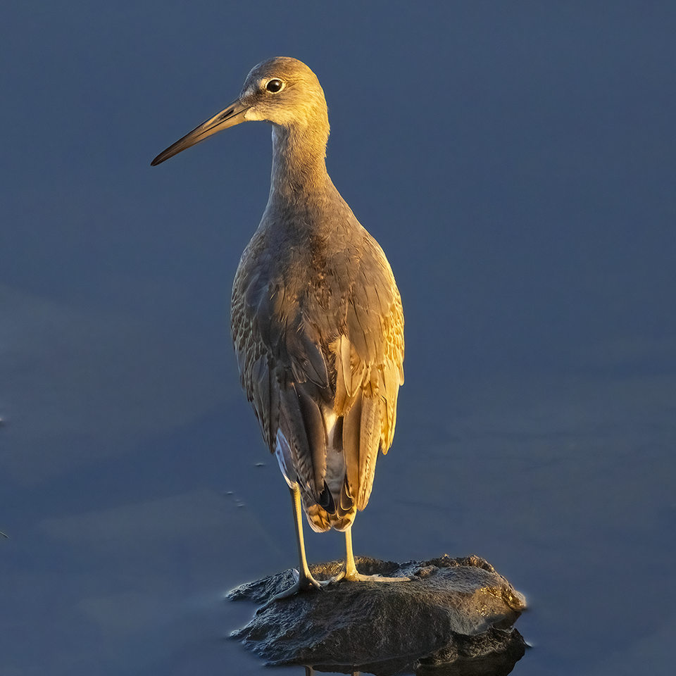 Willet standing on rock early light