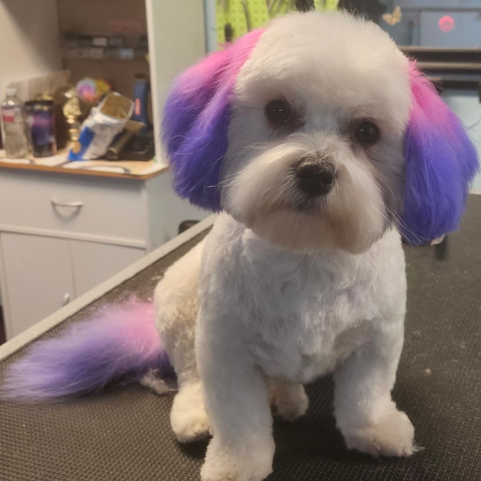 Perky puppy 3