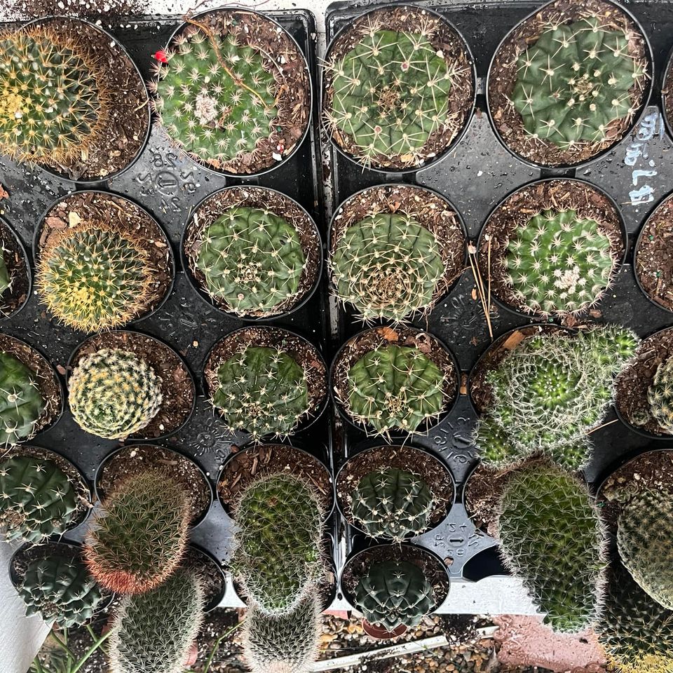 Hocottsfbplants5