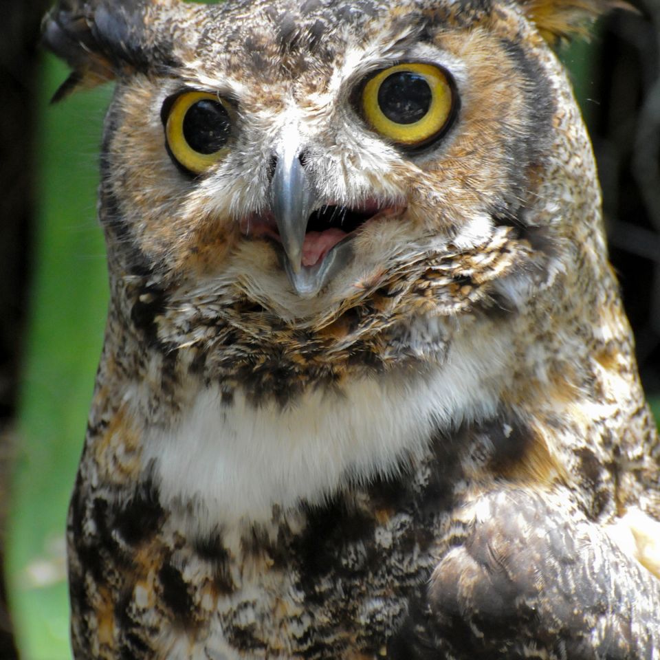 Horned owl