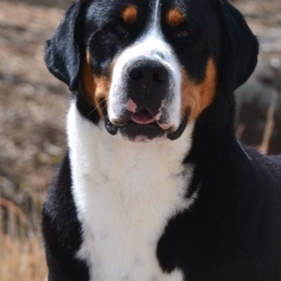 Gibson 17 april 2018 d s