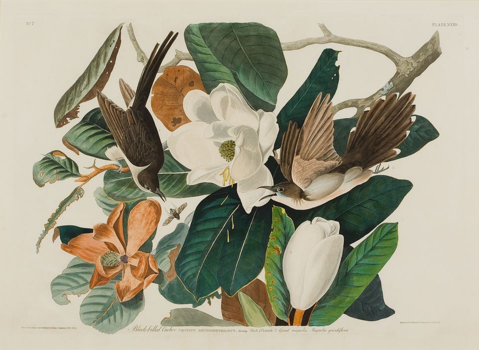 Audubon bb cuckoo 1032 crop