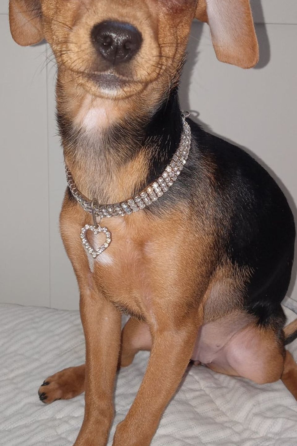 Pepper