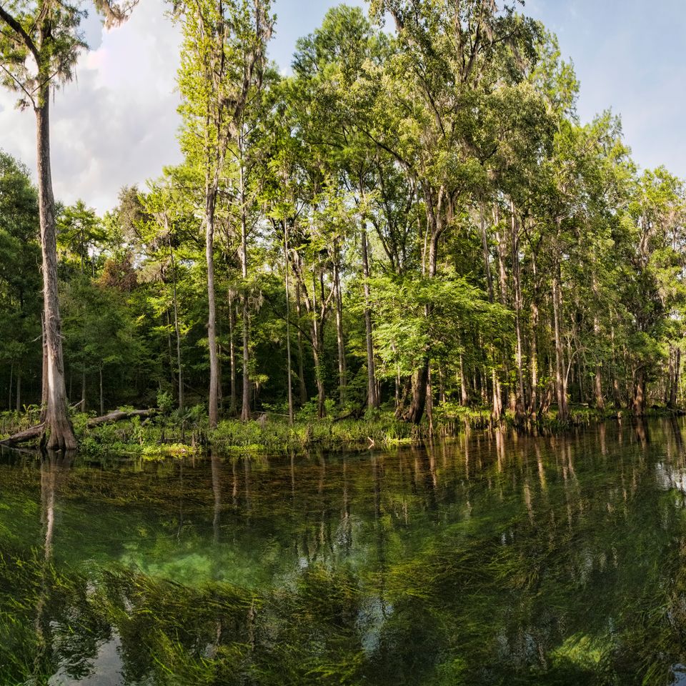 Florida spring 253 edit