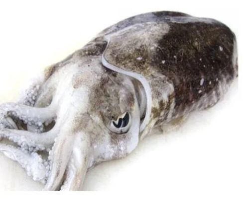 Cuttle fish 1  500x500