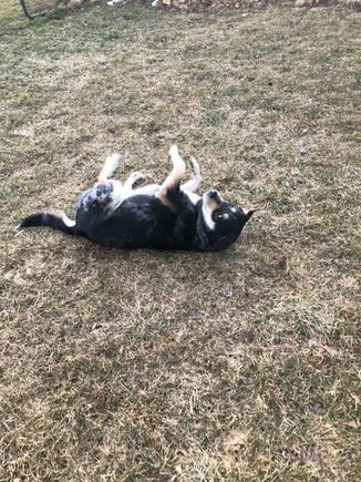 Blackdogrolling