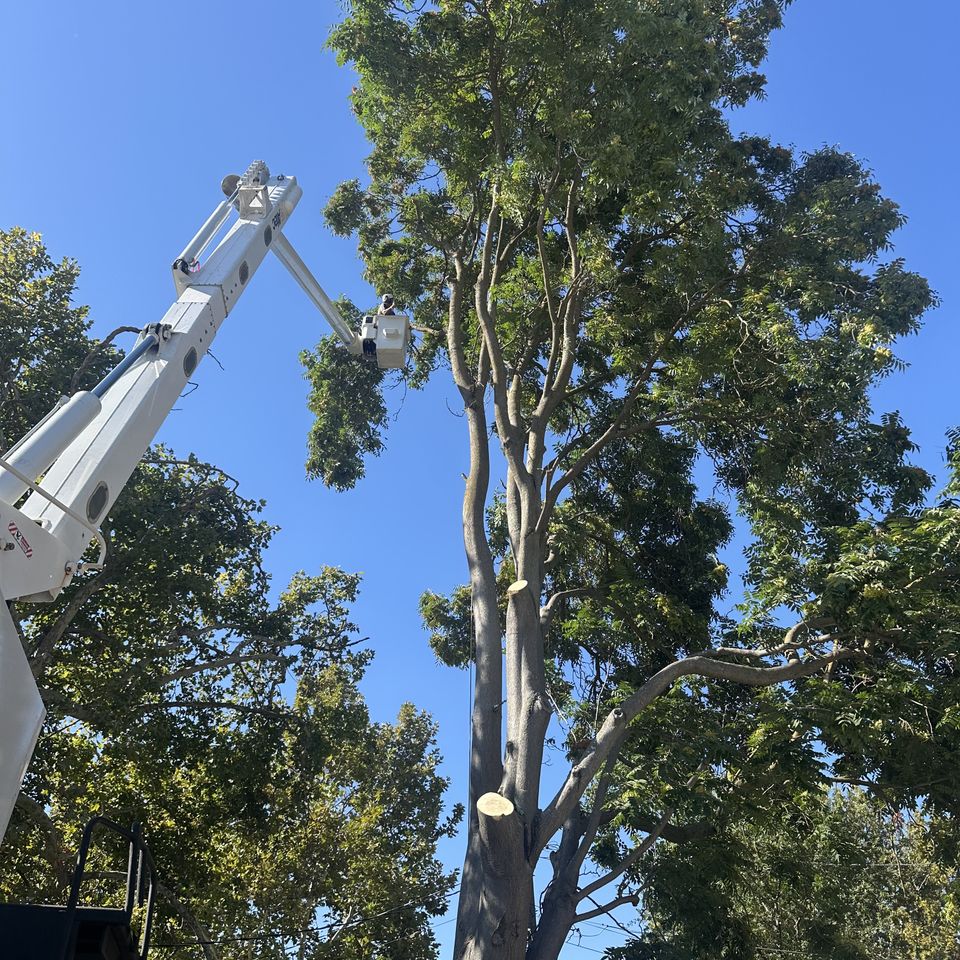 Precision tree trimming and canopy pruning in Dixon and Esparto CA by The Arbor Tree Service Company