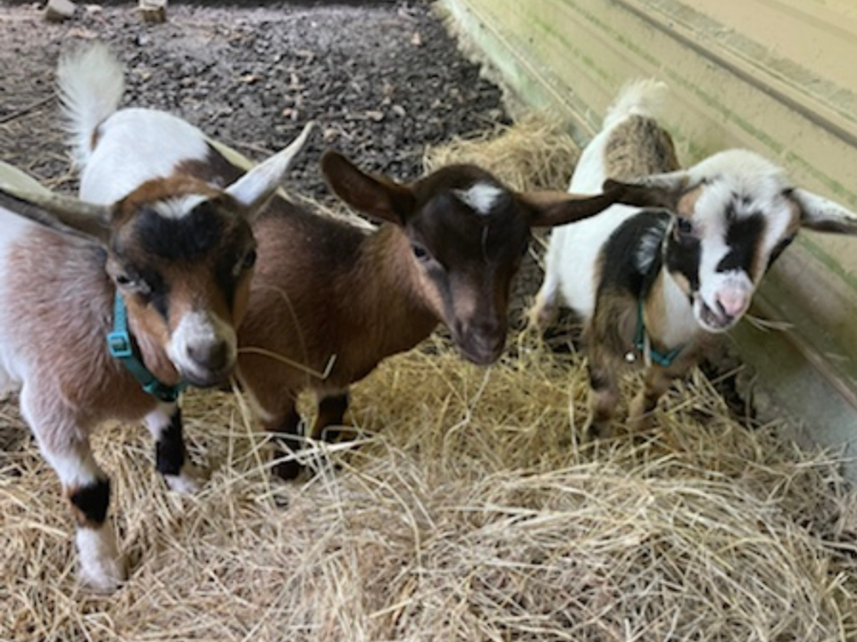 Goaties (1600 × 1200 px)