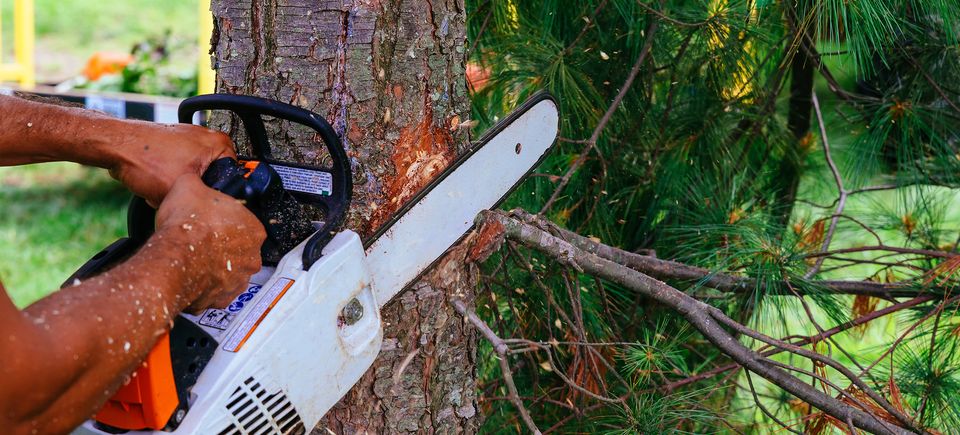 tree company, tree service, tree care, tree maintenance, tree trimming,