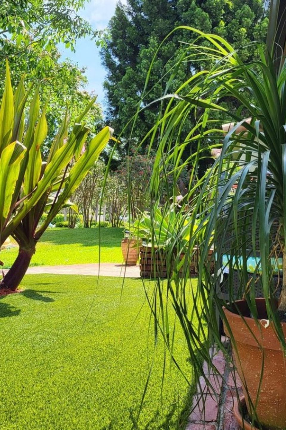 Landscape plant 