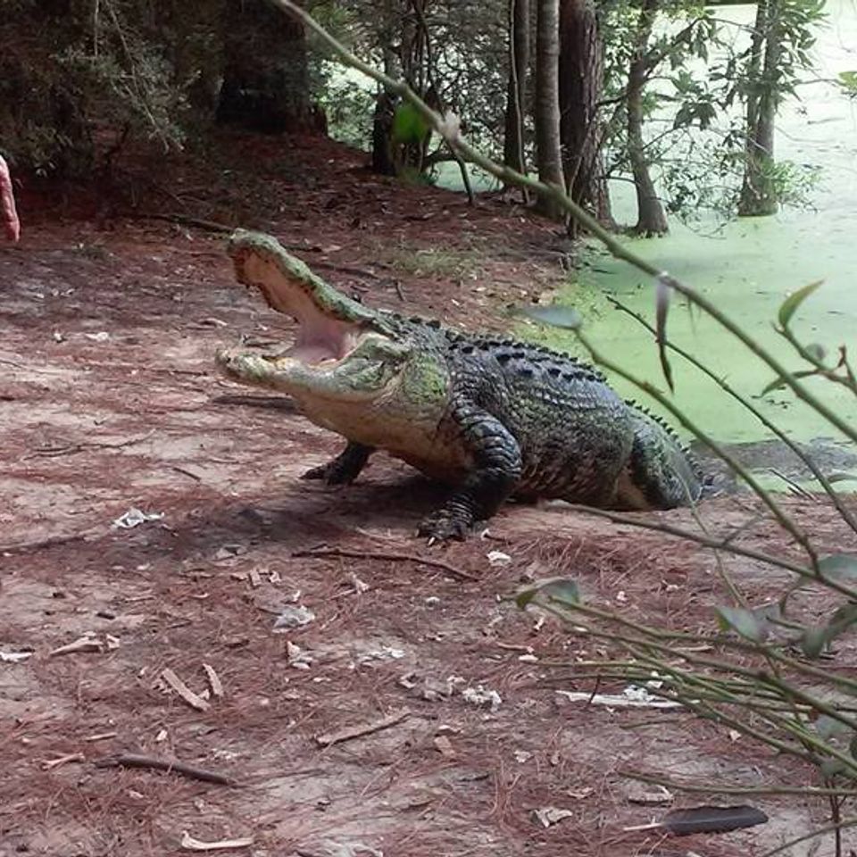 Big gator tours in florida