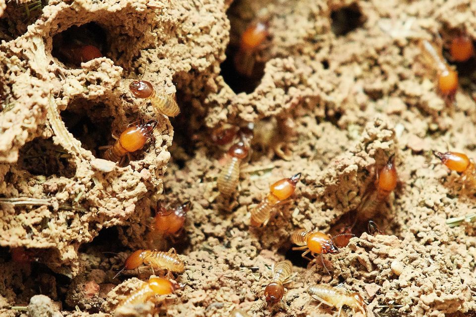 Termites ga1f2d207c 1920