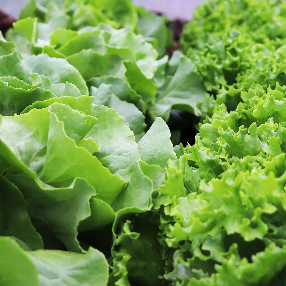 Lettuce ge0a91fc4d 1920
