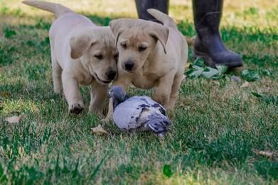 Pups & Fully Trained Gun Dogs for Sale in Adrian Oregon