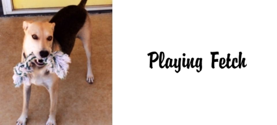 Games    fetch20150621 16889 65kltd