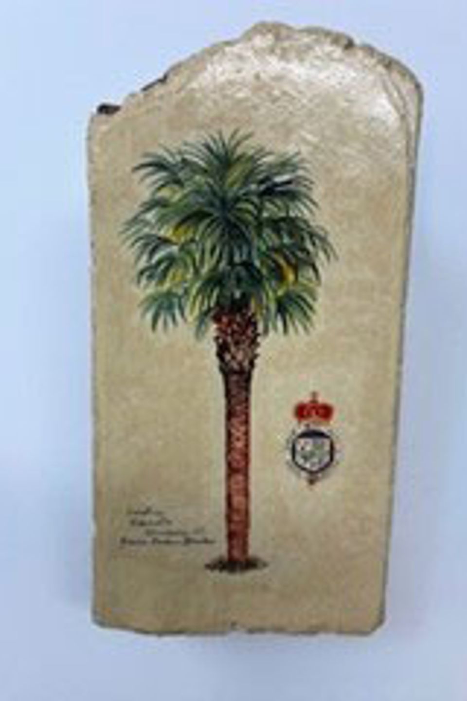 Carolina palmetto