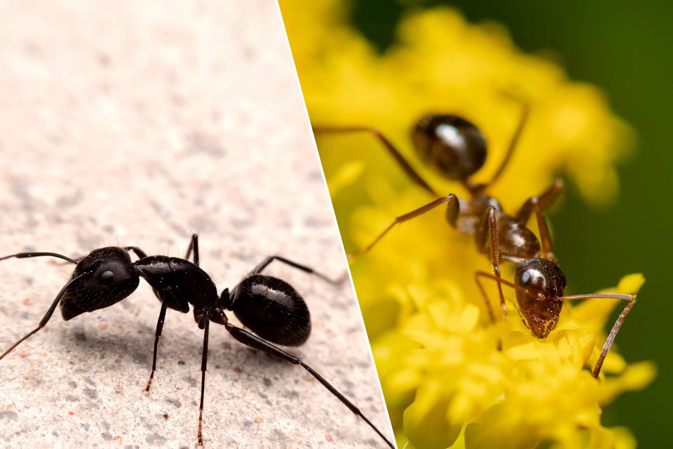 Houseants vs carpenterants