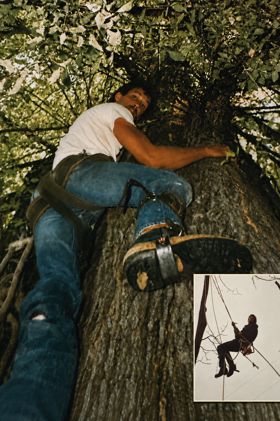 Vintage photo of owner Don working as a tree care specialist decades ago