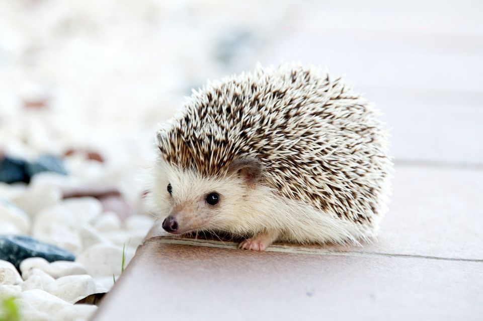Hedgehog 52e6dd4148 1920