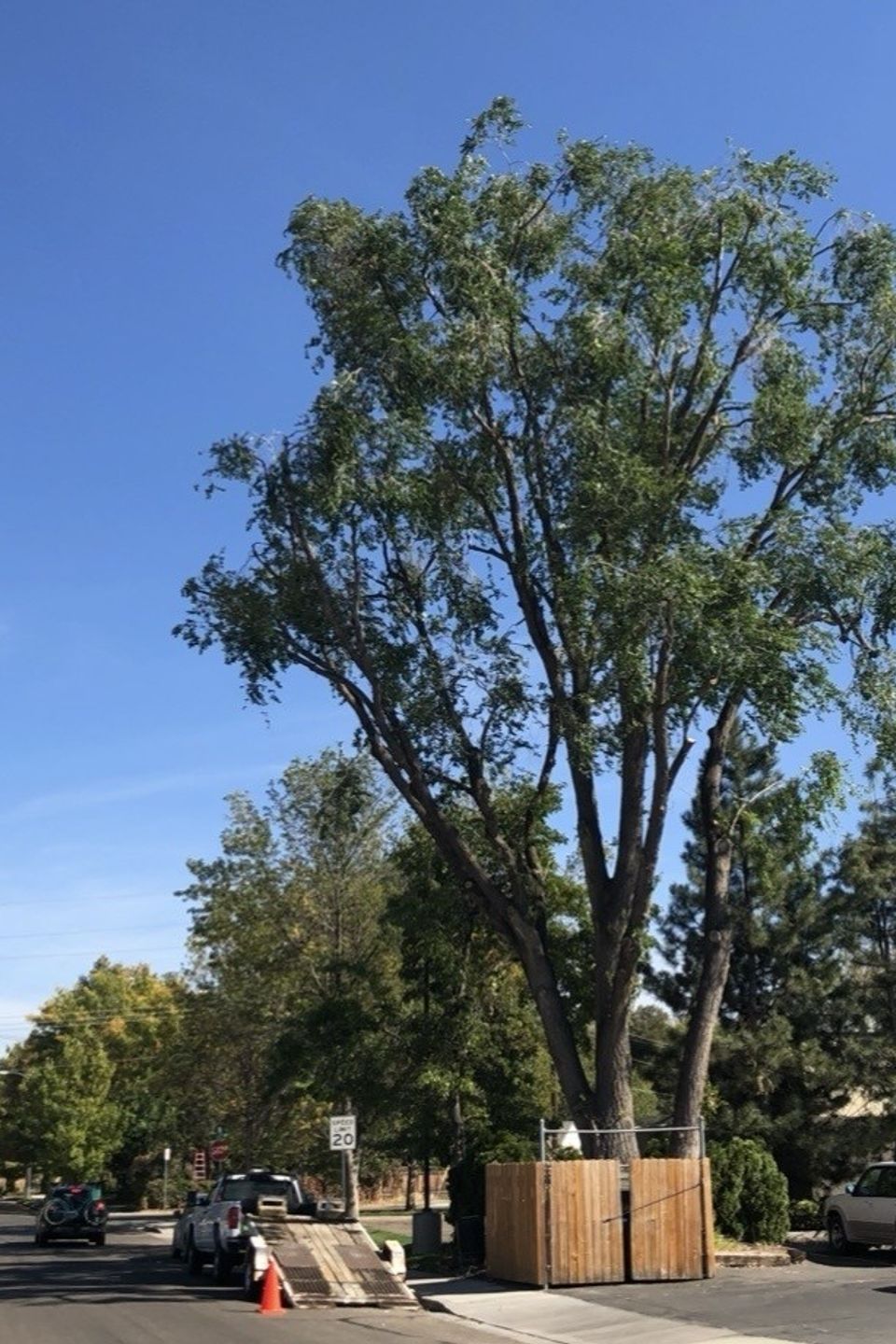 Large tree removal