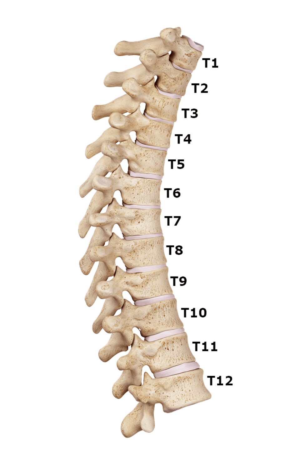 Thoracic labeled