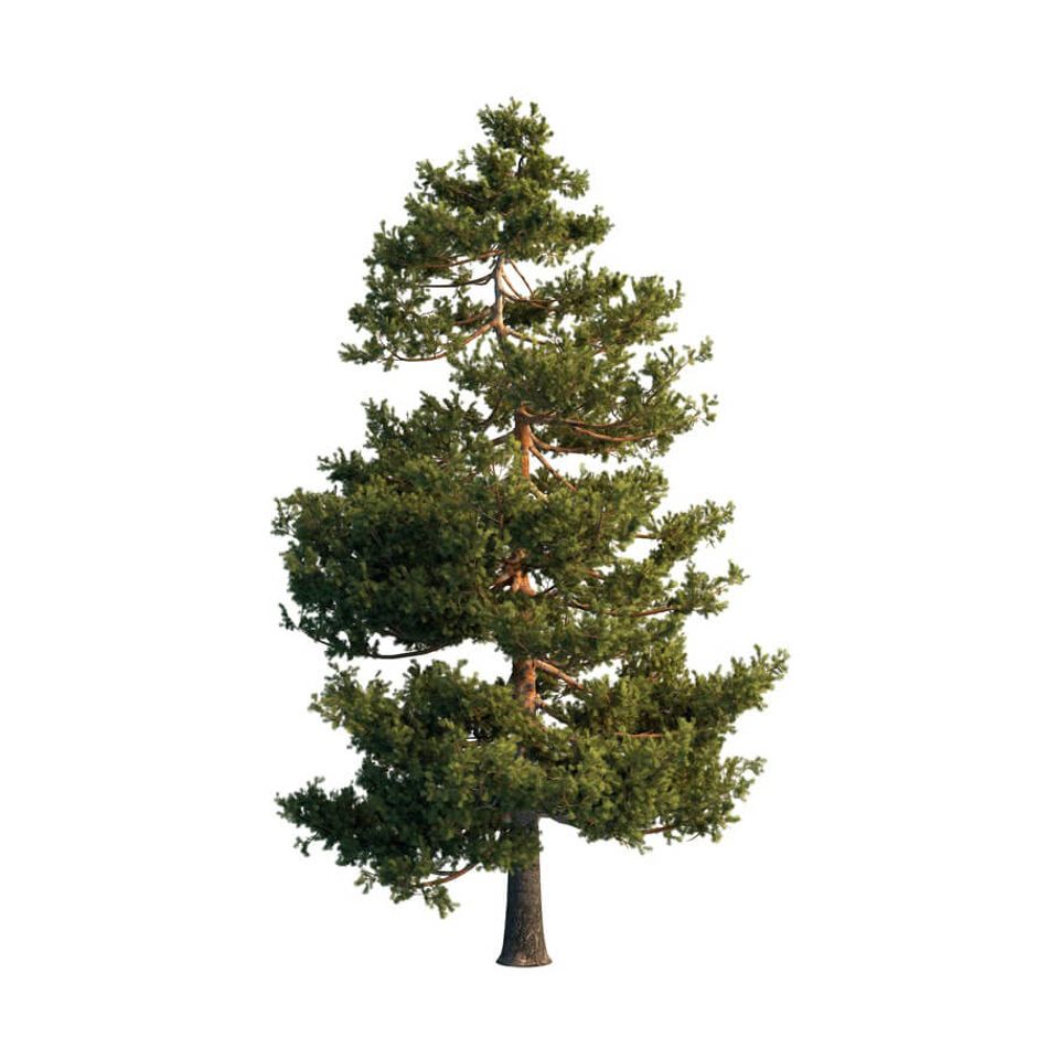 Pine