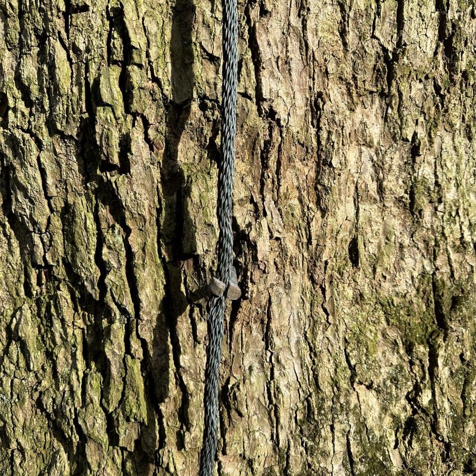 Tree protected to avoid lightinig strike 2