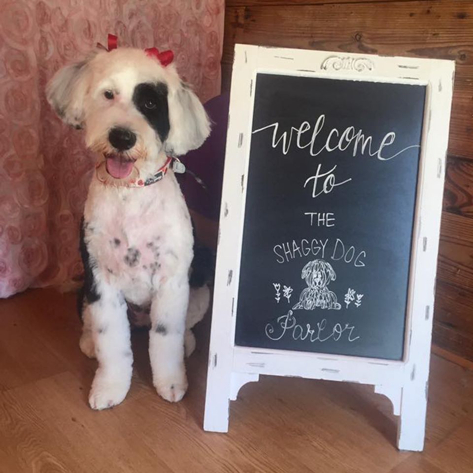 Stella portuguese water dog and part time cover girl for the shaggy dog parlor