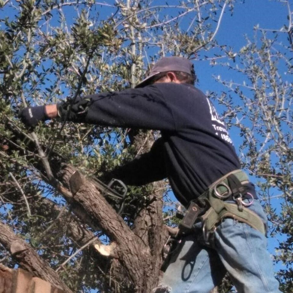 Discounted tree service 03