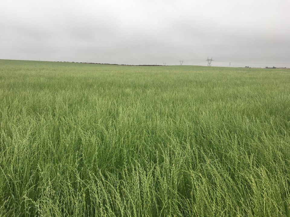 Eastern Colorado Field - Forage grass seed