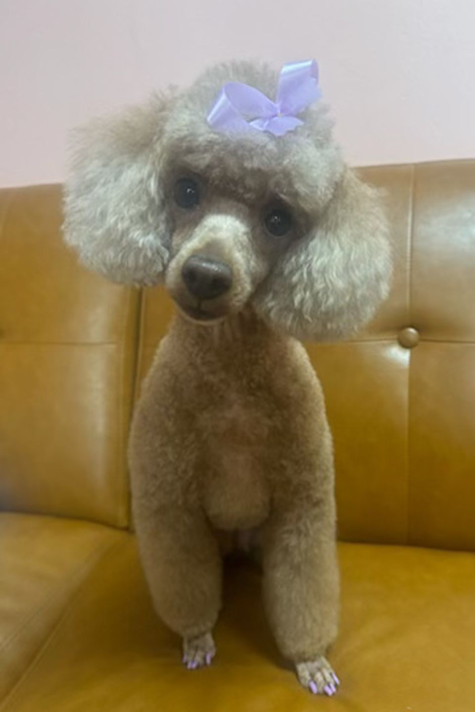 Poodle after recent groom with bow