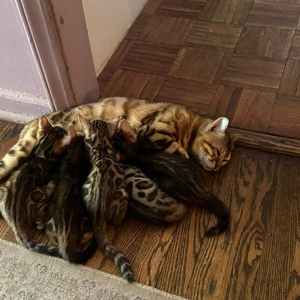 Goldie nursing