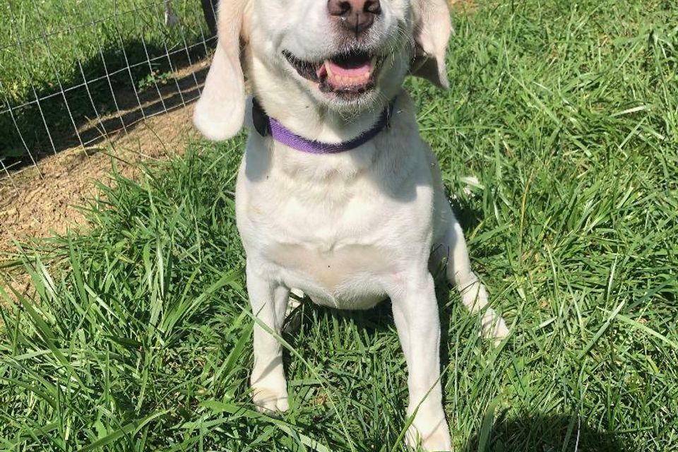 White dog smiling